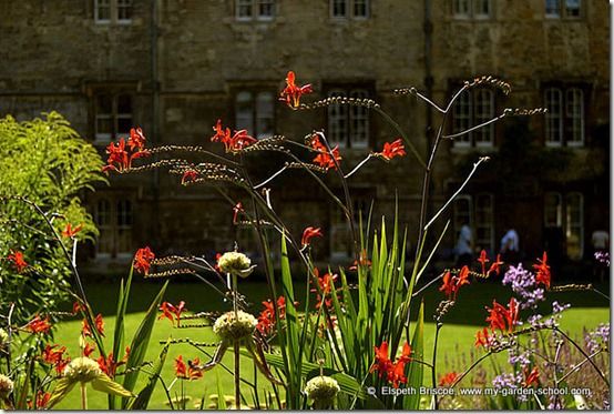 Crocosmia at Merton College Oxford