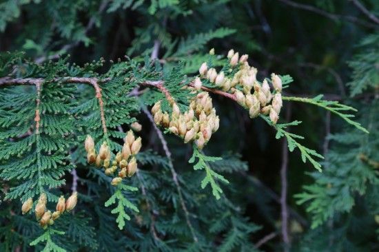 Thuja occidentalis 