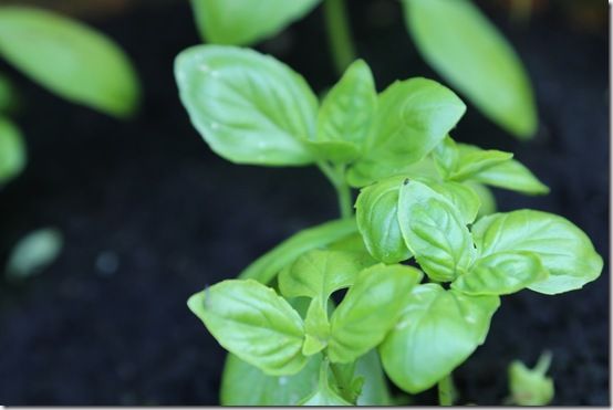 Sweet Basil