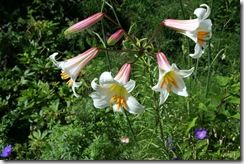 Lilium regale