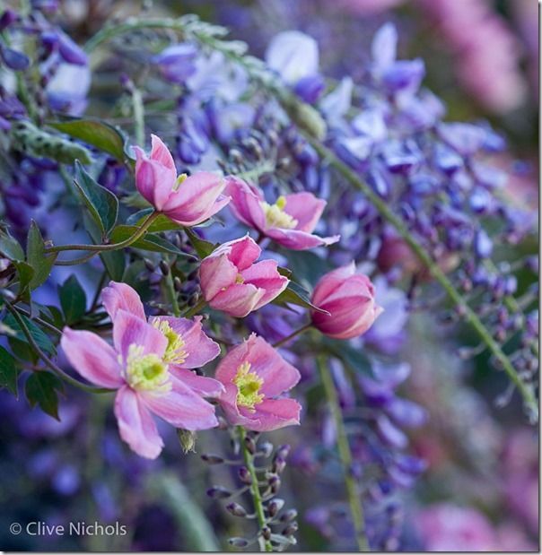 Clematus, Wisteria, together