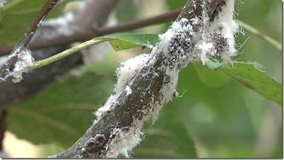 Wooly aphids