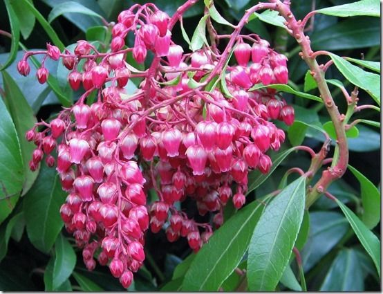 Pieris 'Valley Valentine'