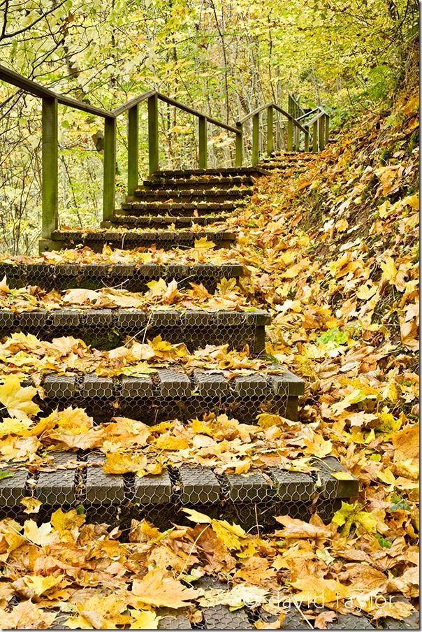 The wooden path between Maxton and the River Tweed, for people walking the Saint Cuthbert's Way long distance trail, Scottish Borders, Scotland, exposure, automated camera modes, the Mode Dial, Dial Mode, Automatic modes, Miniature mode, Program mode, Aperture priority, Manual exposure