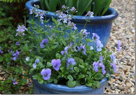 Nemesia aromatica and Viola 'Endurio'