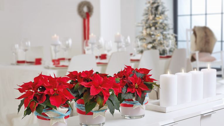 Christmas Decorating Ideas With Poinsettias Gardening