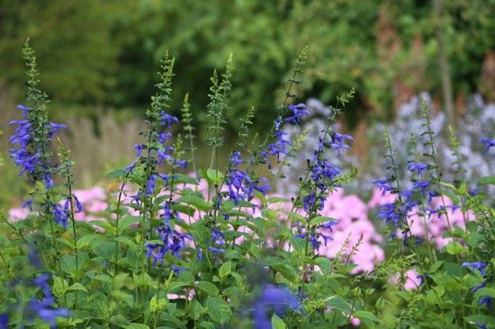 8 Salvia guarantica 'Blue enigma' 2 (800x533)