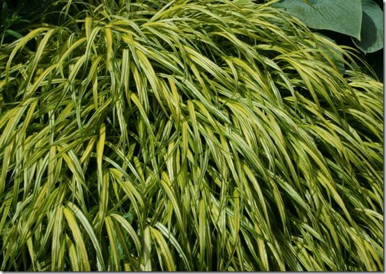 Hakenochloa macra 'Aurea'