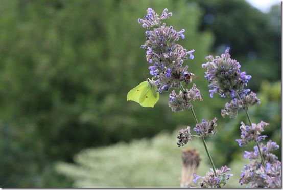 Brimstone and bee 