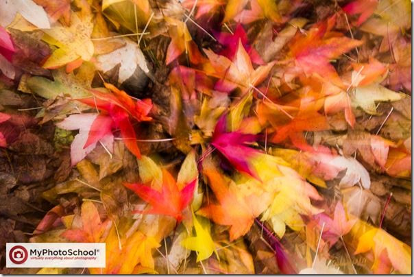 Autumn, clour, Colour, Fall, How to Photograph Autumn Colour, How to Photograph Fall Color, Leaves, tree, trees, Woodlland