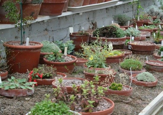 Alpine house