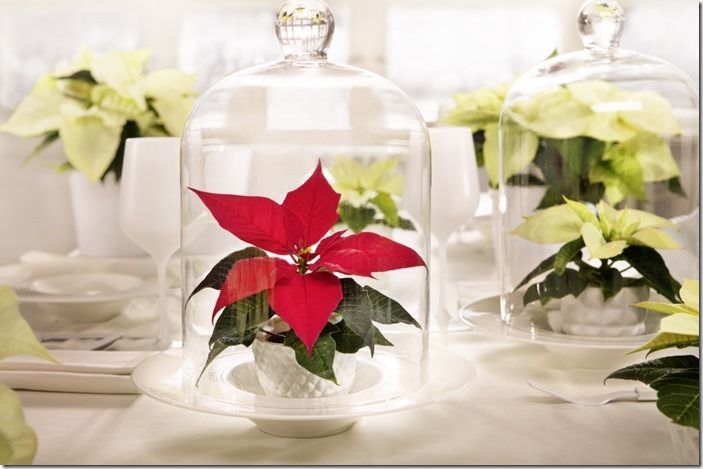 Christmas Decorating Ideas With Poinsettias Gardening