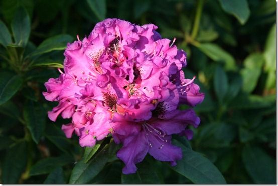 Rhododendron Colonel Coen' single