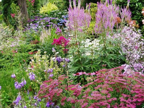 Summer. Veronicastrum. Herbaceous Bed