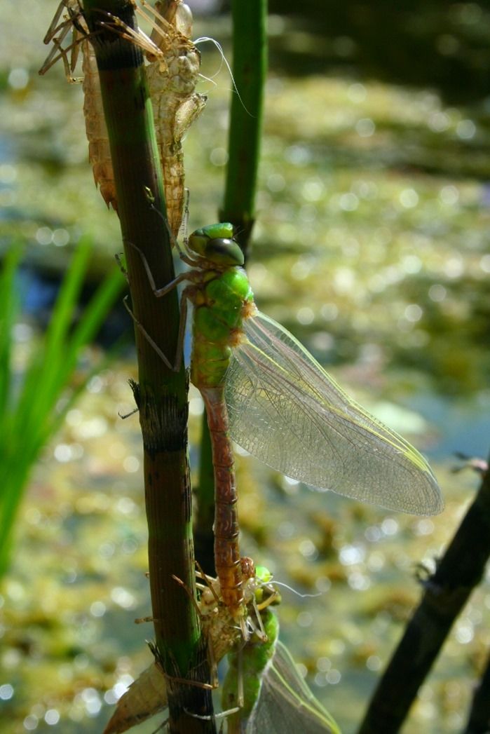 5 Emerging dragonfly (683x1024)