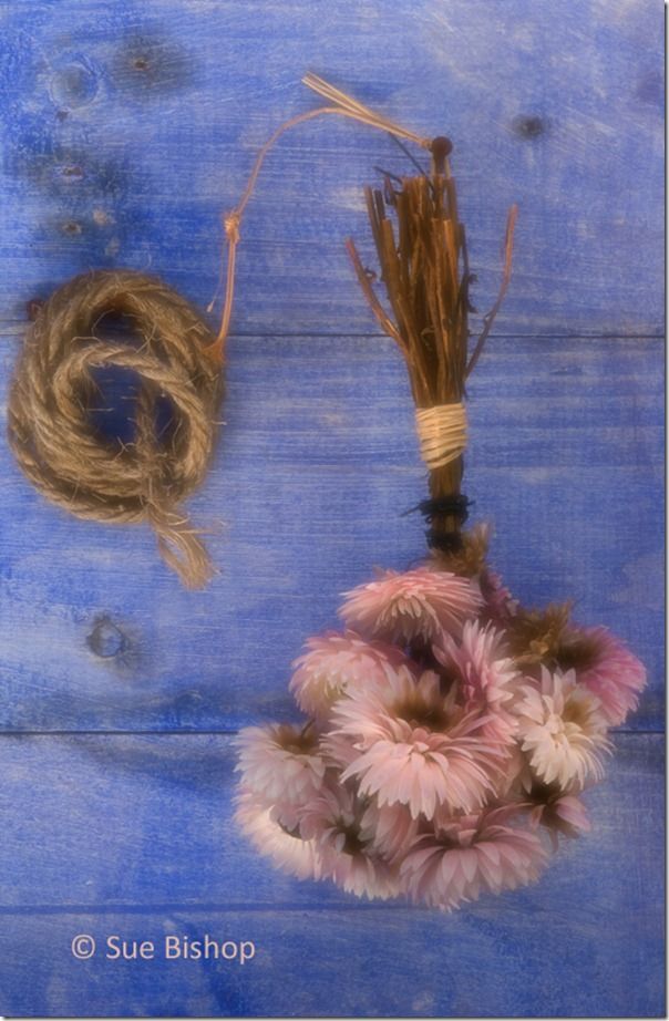 dried flowers 1