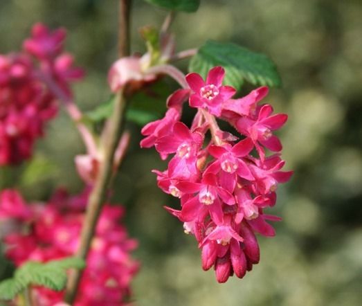 2  Ribes sanguineum