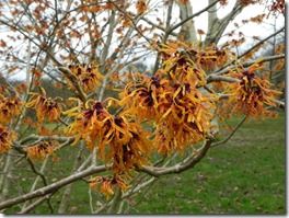Hamamelis x intermedia 'Orange Peel' 