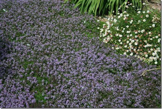 Thymus serphyllum and erigeron in gravel