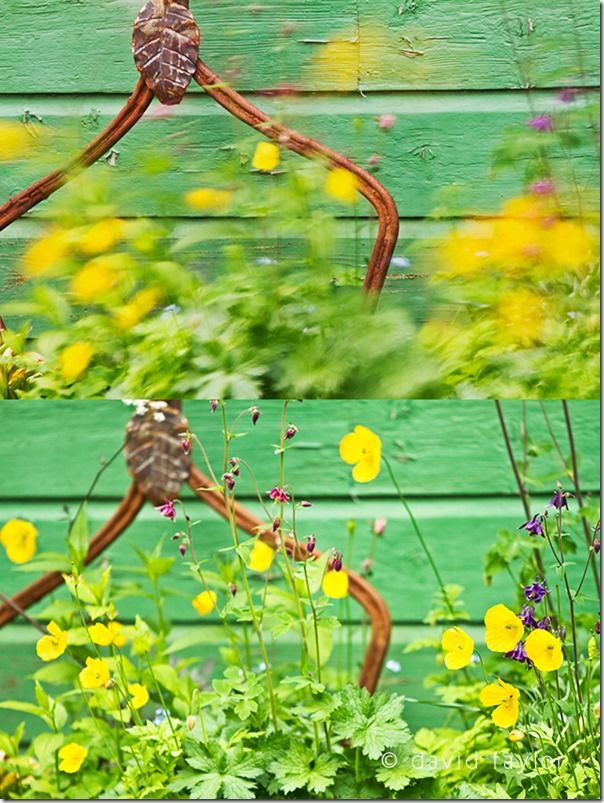 Demonstration of using different shutter speeds with flowers blowing in the wind, Shutter Speed, fast Shutter speed, freezing action, Hand held, Camera Shake, Panning, 