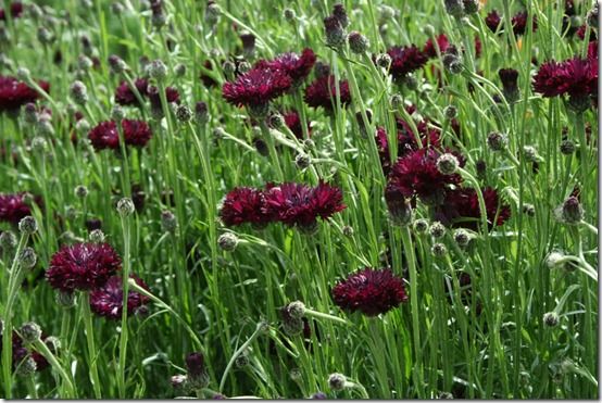 Centaurea 'Black Ball' 