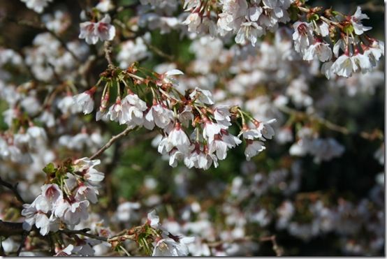 7. Prunus 'Kojo no Mai' 