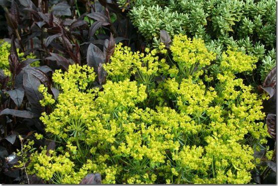 Euphorbia 'Fens Ruby'