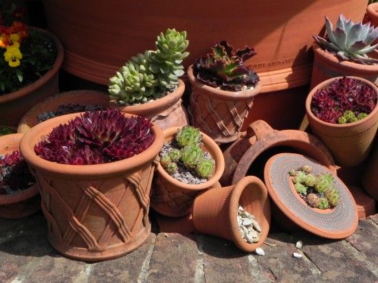 6 Sempervivums at Whichford pottery