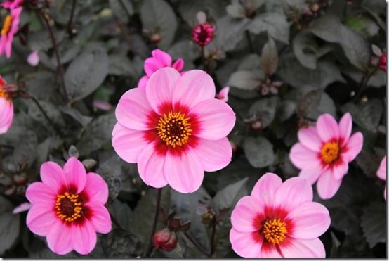 Dahlia Happy Single Wink'