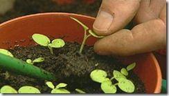Seed Sowing, germination, proagation, How to Sow Seeds, Sowing Seeds, crocks, Pricking out, Windowsill propagation, 