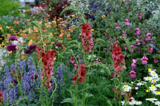 Verbascum 'Firedance'