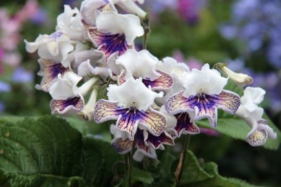 10 Streptocarpus-