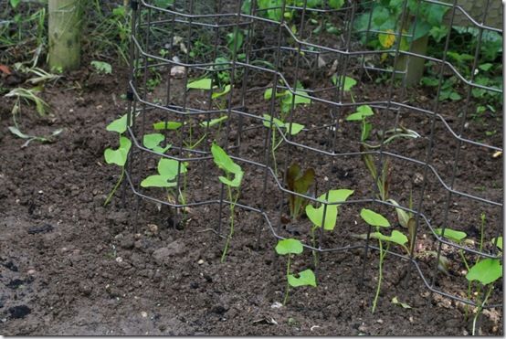 8 Beans with VegTrellis 