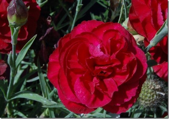 Dianthus Passion