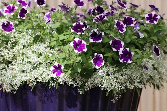 10 Petunia pot