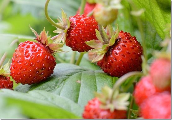 How To Grow Strawberries