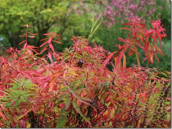 Euphorbia 'Fireglow' 