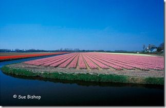 hyacinth field - wide angle