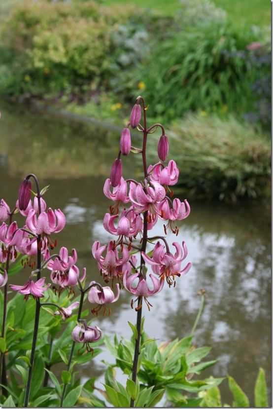 Lilium martagon