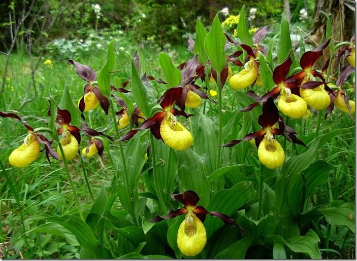 8 Cypripedium calceolus