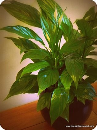 Spathiphyllum