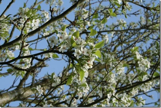 Pyrus 'Chanticller' port. 