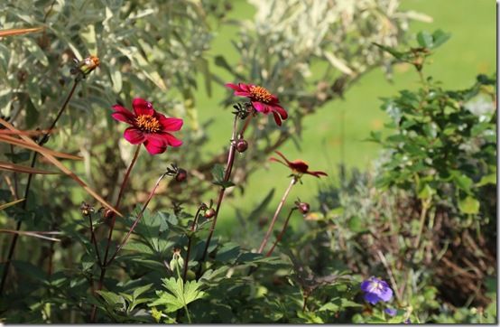 Bishop dahlias