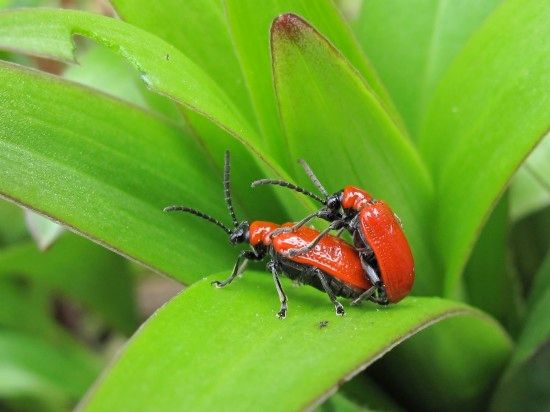 5 Lily beetle