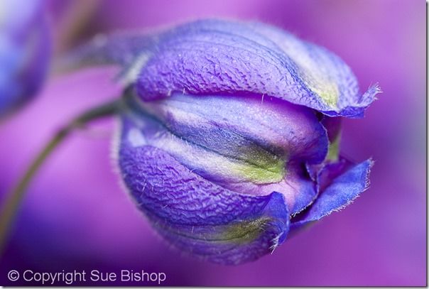 105 delphinium