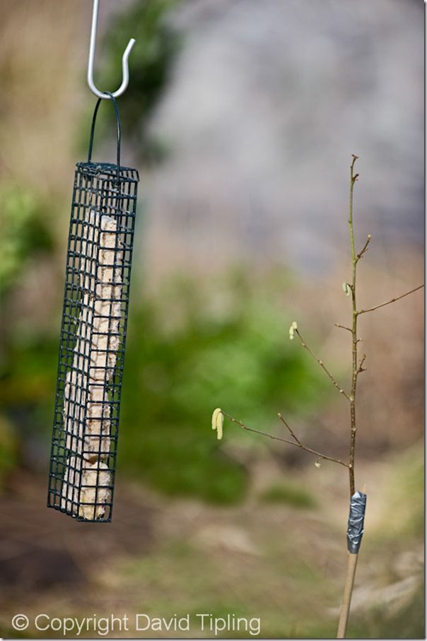 Bird Photography, David Tipling, RSPB, How to Photograph Birds, Garden Birds, Bird Food, perch, feeder, 