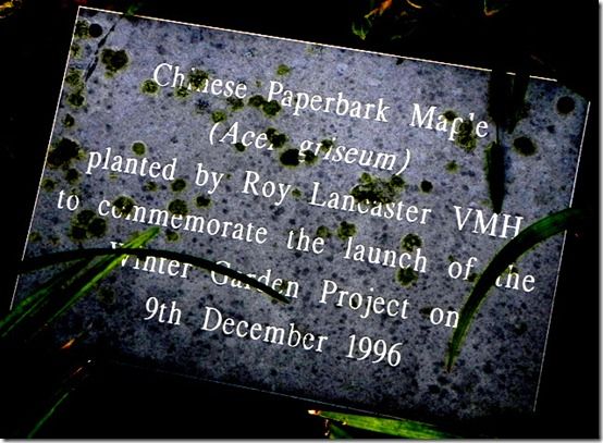 The plaque