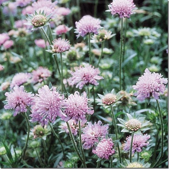 Field Scabious