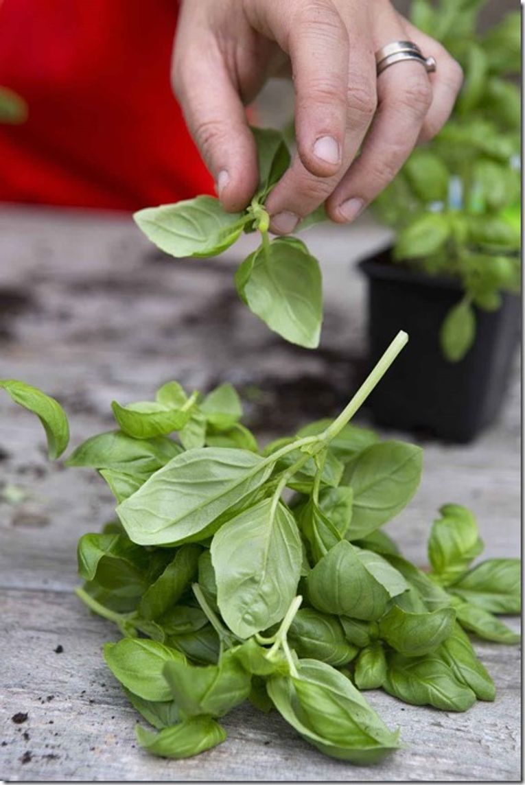 How to Look after Supermarket herbs Gardening Learning with