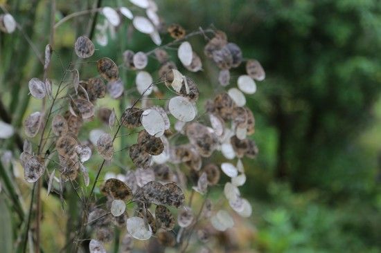 Lunaria annua 